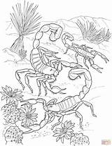 Scorpion Coloring Pages Beach Print sketch template