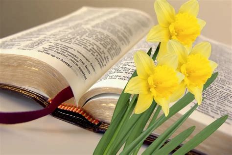 clipart  flowers  bible