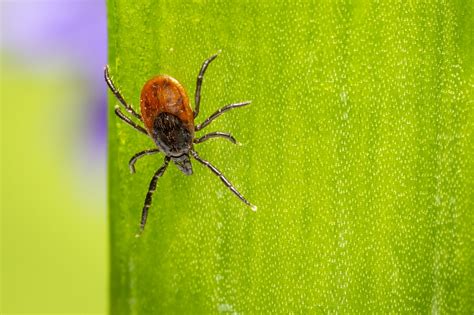 Canadian Resident Tested Positive For Lyme Disease Thehealthmania