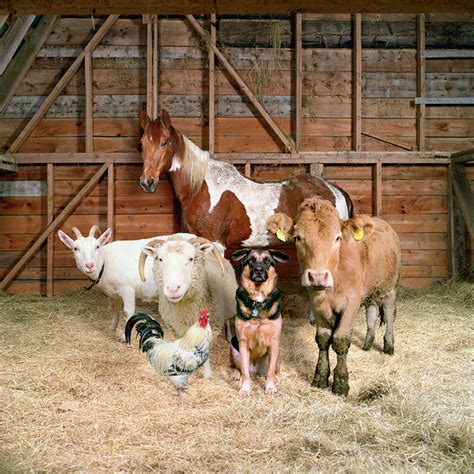 fantastic portraits  farm animals