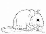 Maus Ausmalbilder Ausmalen Mice Malvorlagen Mäuse Colouring Coloringbay sketch template