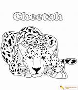 Cheetah Coloring Pages Sitting Coloringpages101 sketch template
