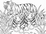 Tigre Tigri Disegnare Atuttodonna sketch template