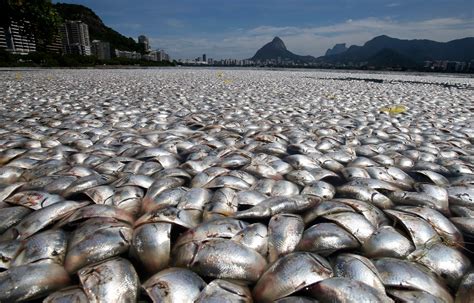 lagoon  rio de janeiro   polluted  thousands  fish  floated  dead