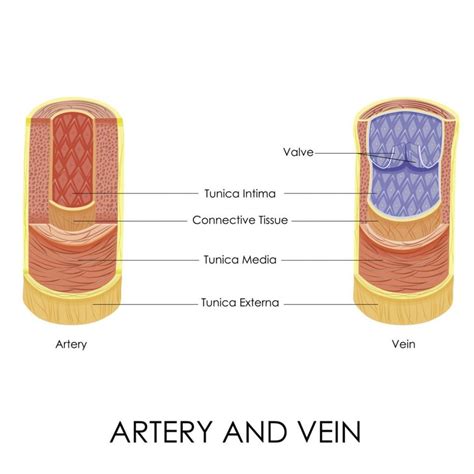similarities  differences  arteries  veins facty health