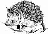 Hedgehog Coloring Pages Animals sketch template