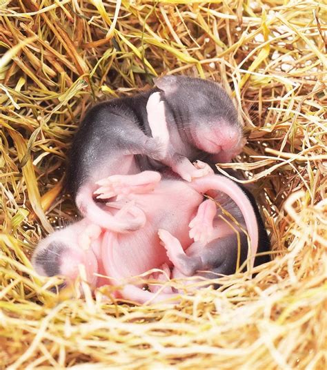 babies  mice    litter    lifetime