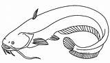 Catfish Ikan Lele Mewarnai Poisson Sum Hitam Putih Ryba Sketsa Menggambar Kolorowanka Coloringbay Druku Tawar Hias Cupang Wydrukuj Malowankę Drukowanka sketch template