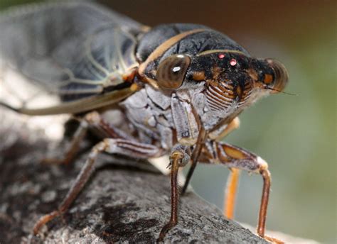 ketelsens cicada season