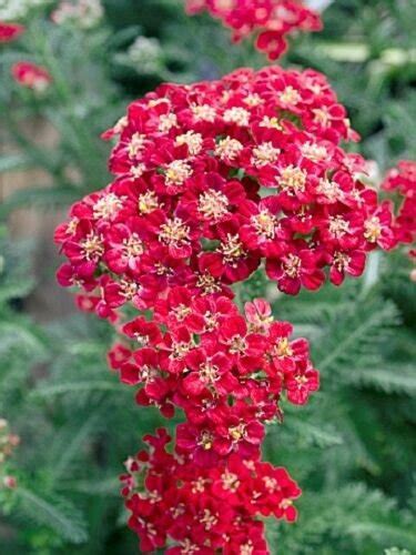 Red Velvet Achillea Yarrow Flower 50 Seeds