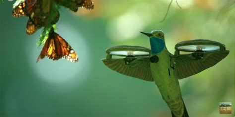 drone disguised  hummingbird captures butterfly swarm video
