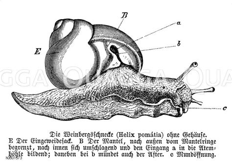 weinbergschnecke quagga illustrations