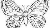 Butterfly Coloring Pages Caterpillar Color Life Small Cocoon Cycle Getcolorings Mandala Printable sketch template