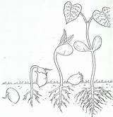 Coloring Germination Sketch Sketchite Seedlings Mcenareebi sketch template
