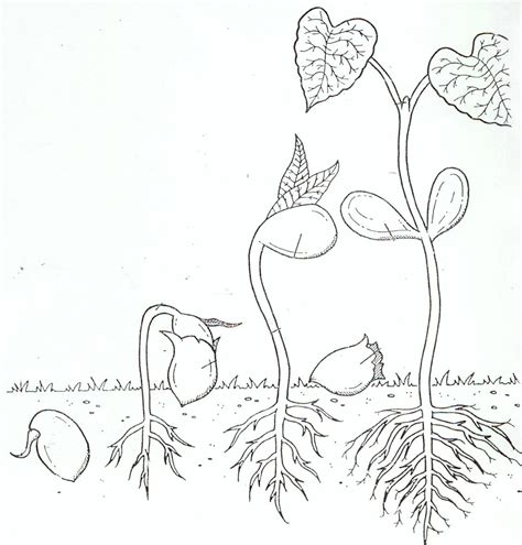 seeds grow coloring pages coloring pages