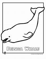 Beluga Endangered Wal Ballenas Dibujos Malvorlagen Ausmalbild Kostenlos Designlooter sketch template