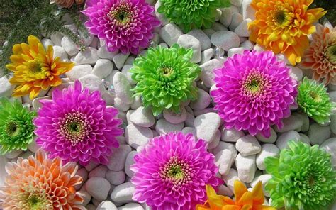 colored flowers stones wallpaper