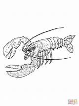 Lobster Lobsters sketch template