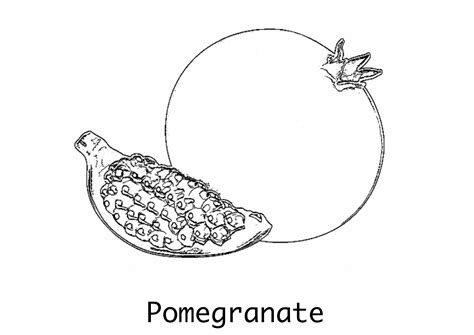 pomegranate coloring page printable   school