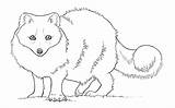 Coloring Pages Fox Foxes Printable Baby Arctic Getcolorings Choose Board sketch template