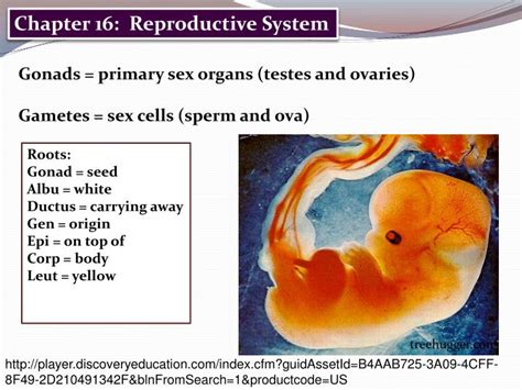 Ppt Chapter 16 Reproductive System Powerpoint Presentation Free