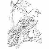 Coloring Cuckoo Bird Pages Lizard Great Rest Taking sketch template