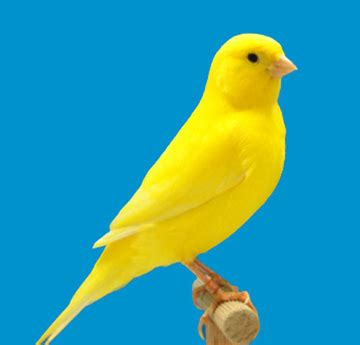 yellow canary yellow bird tattoo canary birds pet birds parrots