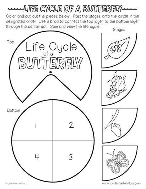 butterfly life cycle printables kindergarten mom
