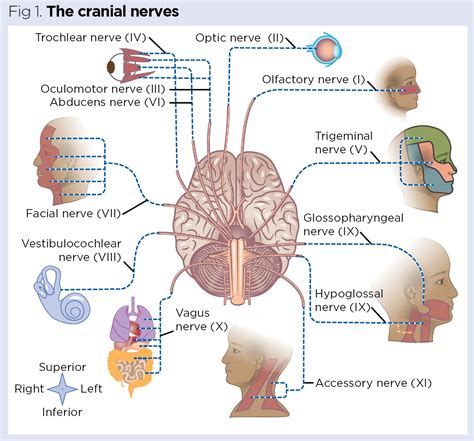 nervous system   peripheral nervous system cranial nerves