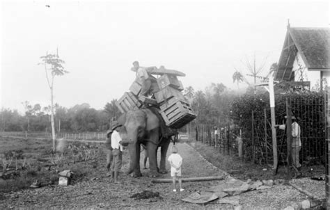 kisah  bukti peradaban manusia nusantara  gajah  benar adanya