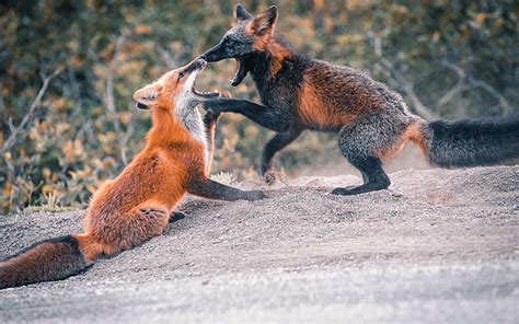 red fox  cross fox rnatureisfuckinglit