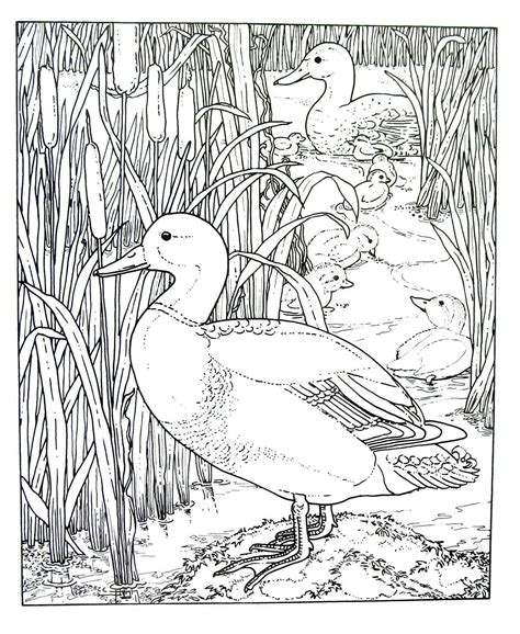 mallard duck animal coloring book page printable animal coloring