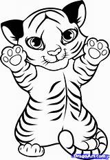 Tiger Coloring Cub Drawing Step Draw Sheets Added sketch template