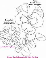 Dandelion Coloring Printable Pages sketch template