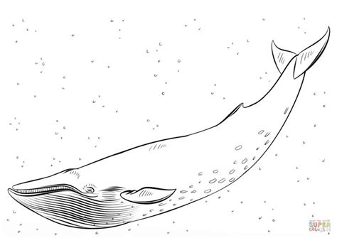 blue whale coloring pictures blue whale whale coloring pages whale