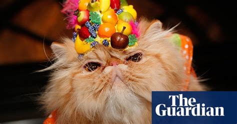 Gallery Algonquin Hotel Cat Party World News The Guardian