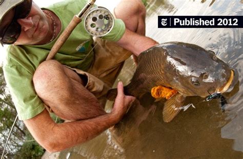 carp now a worthy fly rod target in united states the new york times
