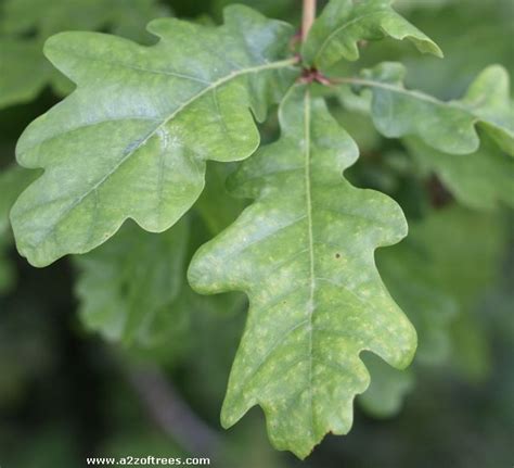 identify  grow oak trees