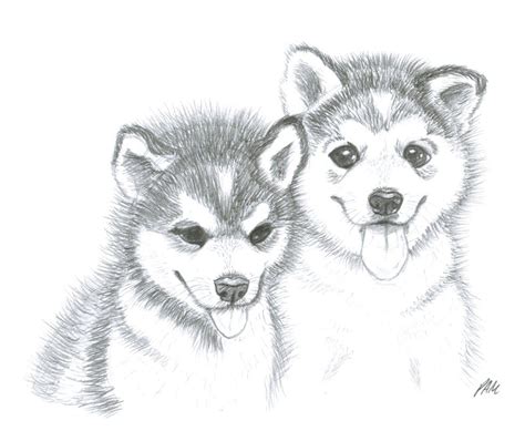 realistic cute puppies drawings lsanpiero