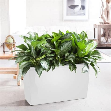 red planter filled  green plants  top   white floor    table