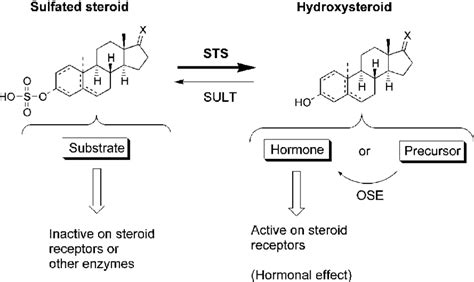 schematic representation of the implication of steroid sulfatase sts