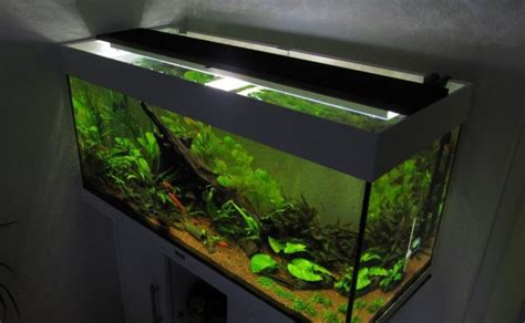 umruestung auf led aquarium beleuchtung aquarium fische pflanzende