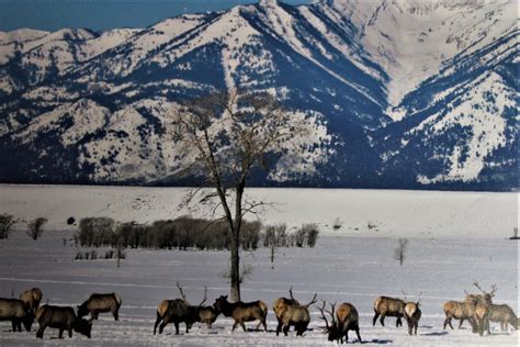 Photos National Elk Refuge Sleigh Rides