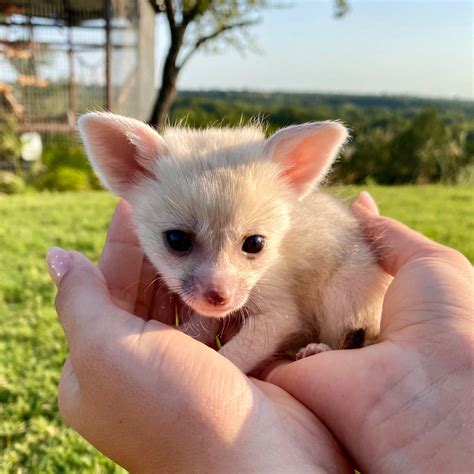 exotic animal breeder  texas dragonstone ranch