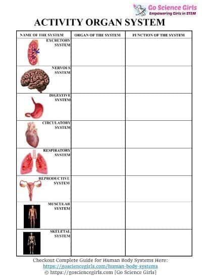 human body systems  kids worksheets