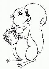 Coloring Squirrel Print Pages sketch template