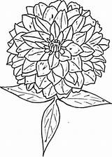 Zinnia Coloring Pages Flower Clipart Drawing Printable Color Supercoloring Border Getcolorings Zinnias Designlooter Getdrawings Tablets Compatible Ipad Android Version Click sketch template