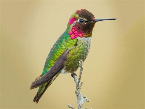 interesting facts  hummingbirds pethelpful