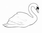 Angsa Mewarnai Swan Sketsa Anak Kolase Marimewarnai Bird Paud Tk Swans Semoga Terima Kasih Bermanfaat Berkunjung Dragoart sketch template