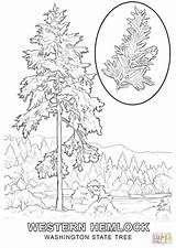 Tree Coloring Pages State Washington Drawing Printable Color Worksheet Mexico Print Getdrawings Getcolorings Popular Comments Inspiring sketch template